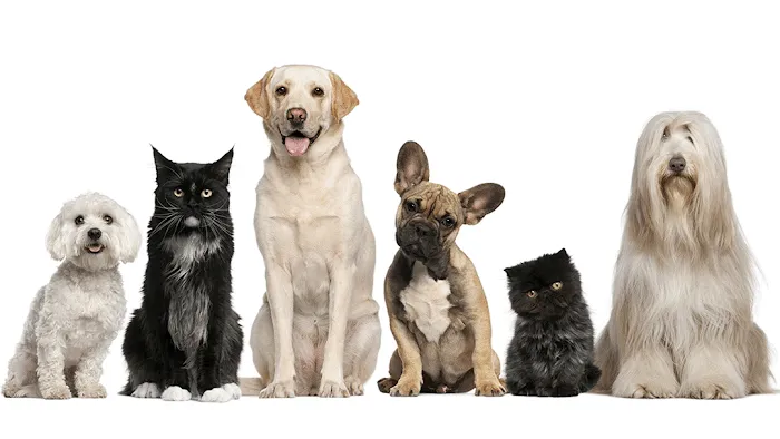 Griffith Small Animal Hospital Picture 2