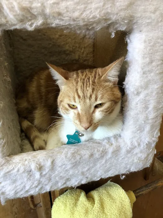 Griffith Small Animal Hospital Picture 4