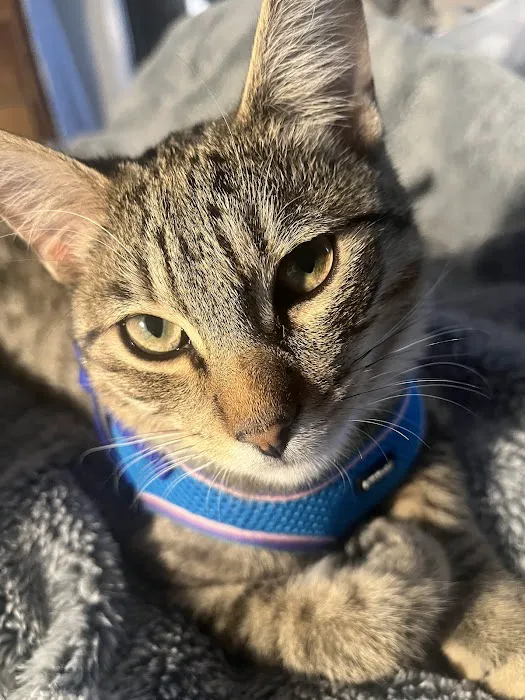 Griffith Small Animal Hospital Picture 8
