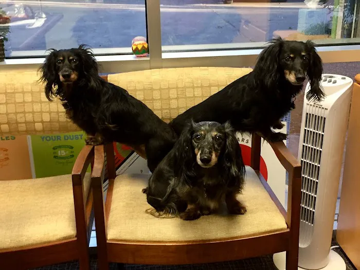 Griffith Small Animal Hospital Picture 10