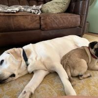 Westlake Animal Hospital, A Thrive Pet Healthcare Partner ico