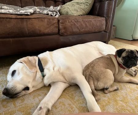 Westlake Animal Hospital, A Thrive Pet Healthcare Partner