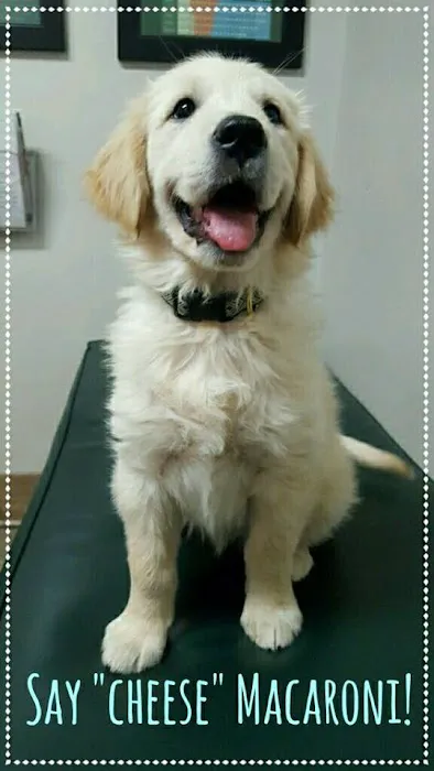 Westlake Animal Hospital, A Thrive Pet Healthcare Partner Picture 2