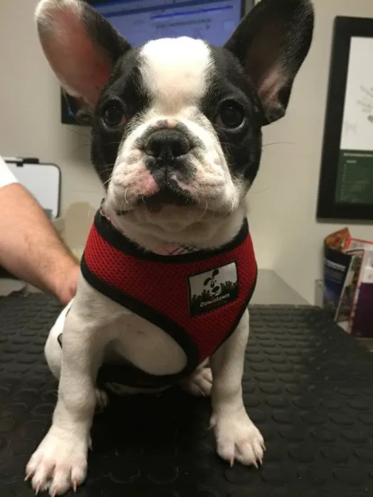 Westlake Animal Hospital, A Thrive Pet Healthcare Partner Picture 6