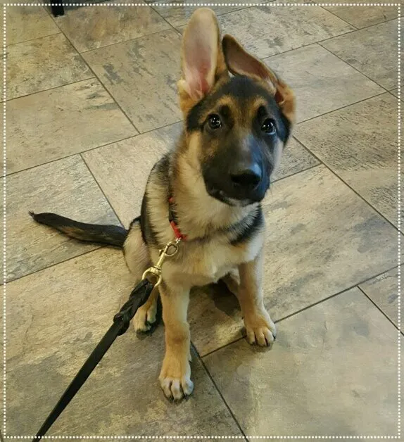 Westlake Animal Hospital, A Thrive Pet Healthcare Partner Picture 10