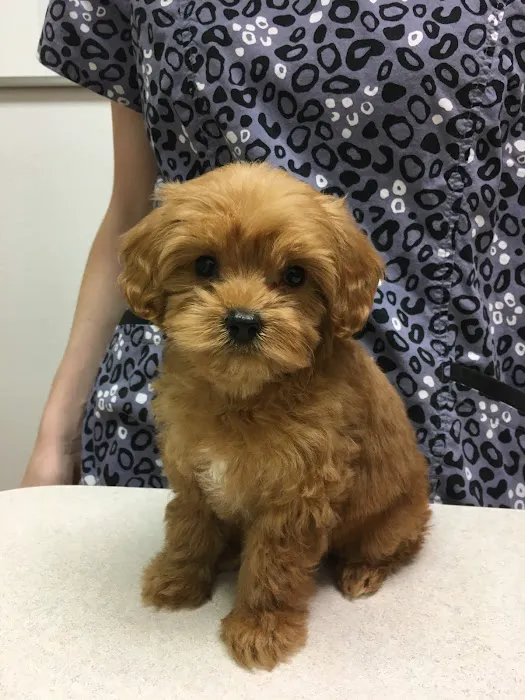 Barton Creek Animal Clinic Picture 2