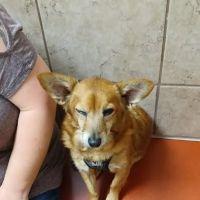 Westgate Pet & Bird Hospital - Dr. Paul Brandt ico