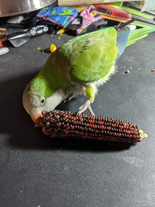 Westgate Pet & Bird Hospital Picture 3