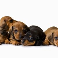 Firehouse Animal Health Center Westlake ico