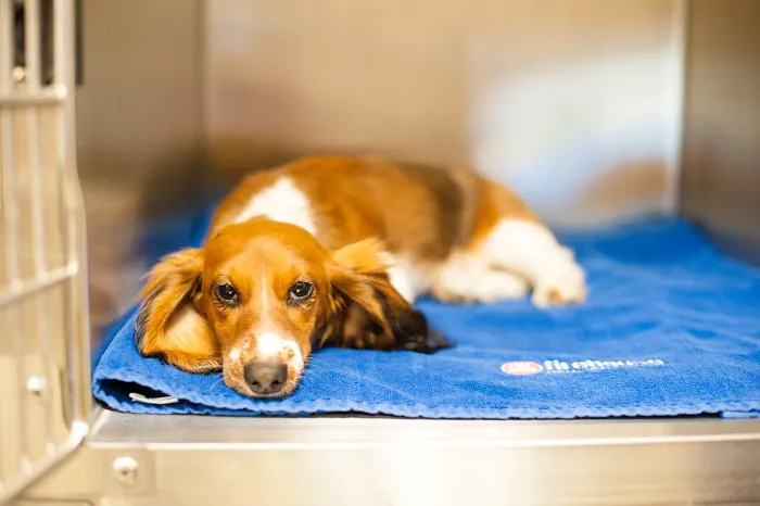 Firehouse Animal Health Center Westlake Picture 4
