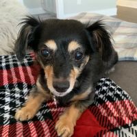 Century Animal Hospital ico