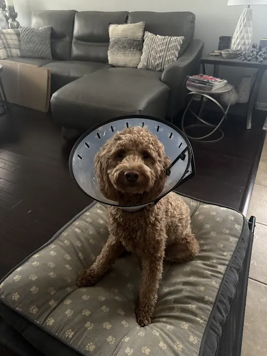 Century Animal Hospital Picture 5