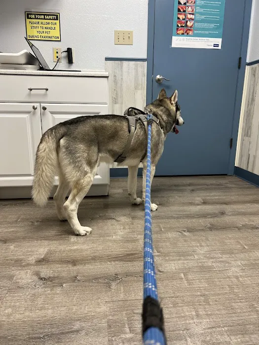 Century Animal Hospital Picture 4