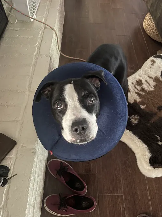 Century Animal Hospital Picture 10