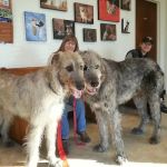 Manchaca Road Animal Hospital
