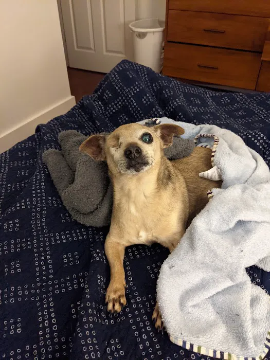 Manchaca Road Animal Hospital Picture 4