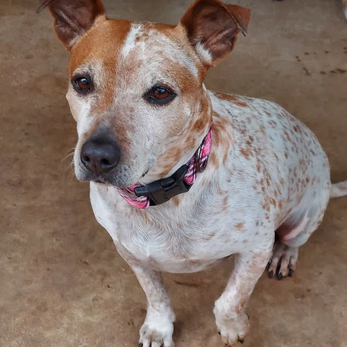 Manchaca Road Animal Hospital Picture 6
