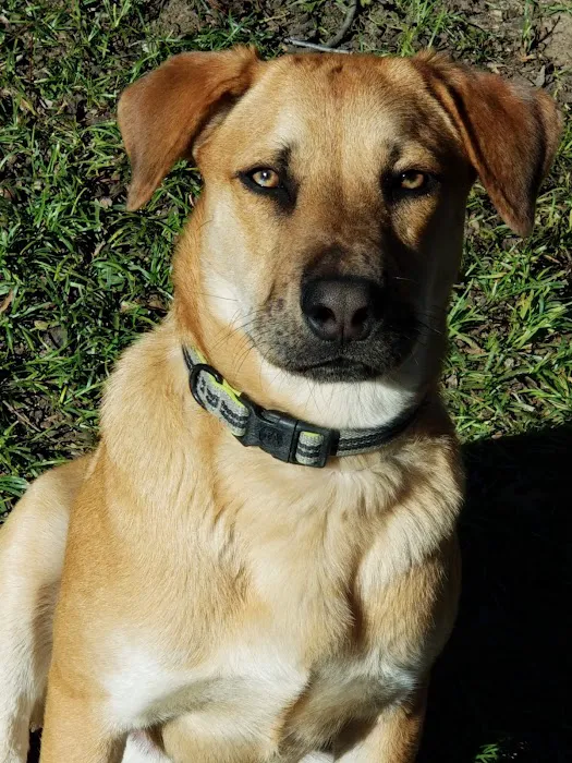 Polo Road Animal Hospital Picture 1