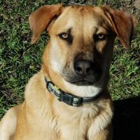 Polo Road Animal Hospital ico