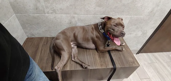 Gully Animal Hospital | Grand Prairie Picture 6