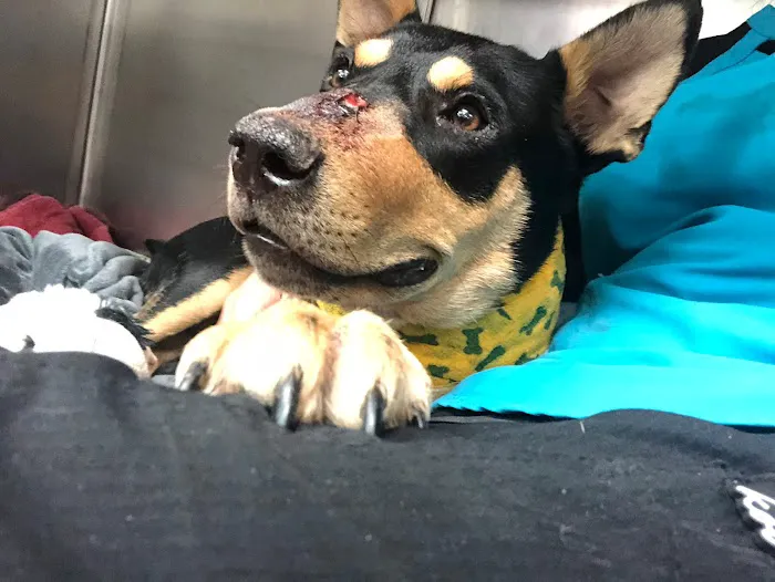 I-20 Animal Medical Center Picture 5