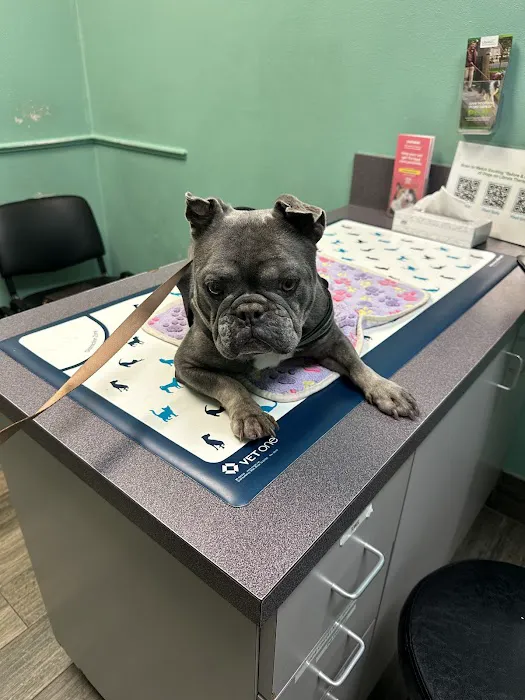 I-20 Animal Medical Center Picture 8