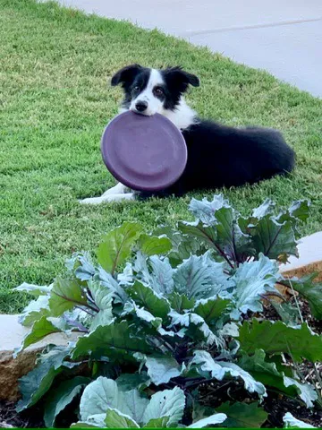 Gully Animal Hospital Picture 6