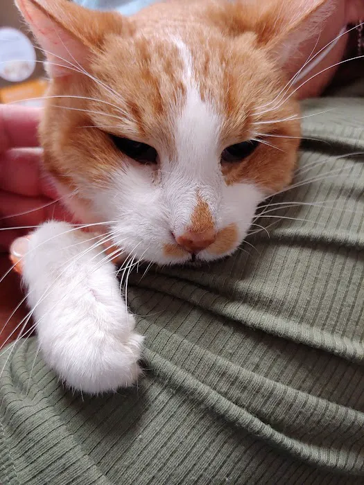 Gully Animal Hospital Picture 4