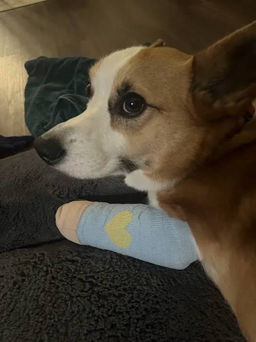 Gully Animal Hospital Picture 8