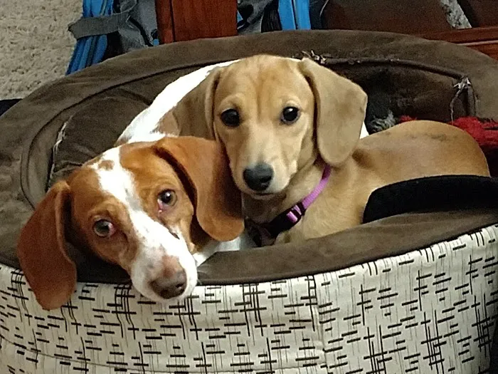 Gully Animal Hospital Picture 9