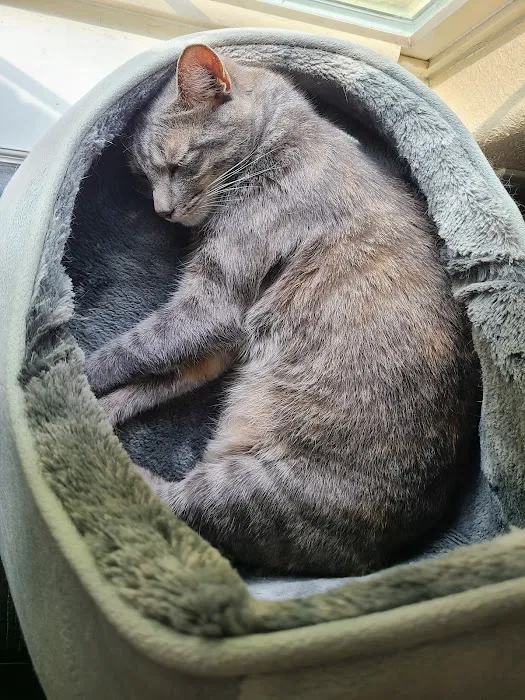 South Cooper Animal Hospital Picture 3