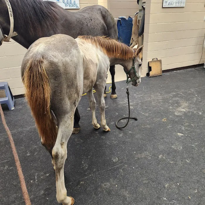Lone Star Park Equine Hospital Picture 1