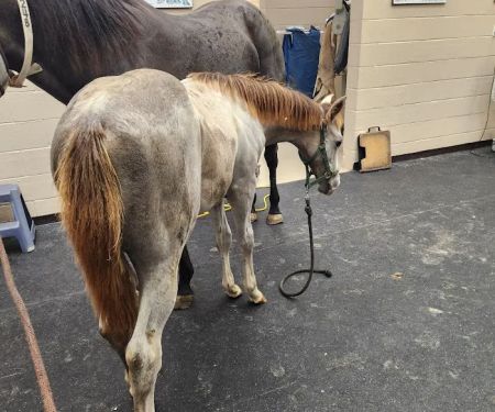 Lone Star Park Equine Hospital