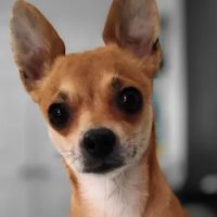 Guadalupe Animal Hospital ico
