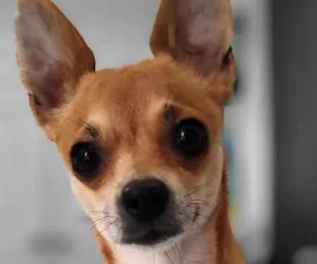 Guadalupe Animal Hospital