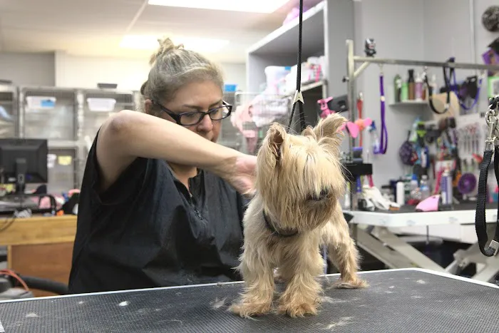 Story Road Animal Hospital Picture 5