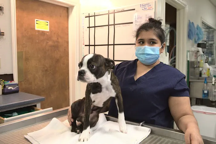 Story Road Animal Hospital Picture 7