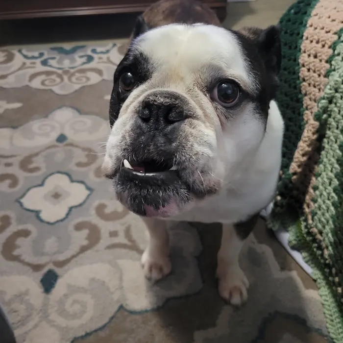 Story Road Animal Hospital Picture 6
