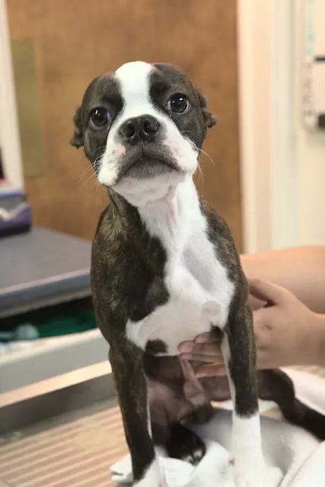 Story Road Animal Hospital Picture 10
