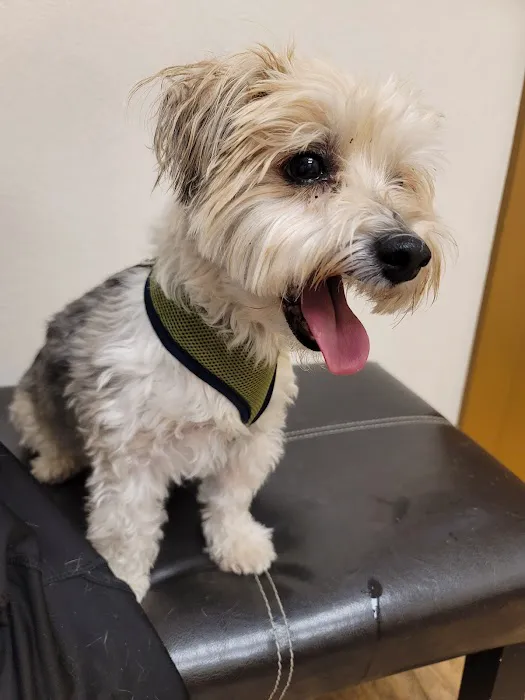 Low Cost Pet Vet Picture 2