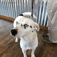 Low Cost Pet Vet ico