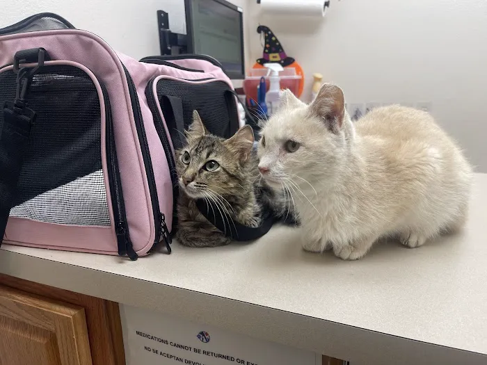 Low Cost Pet Vet Picture 5