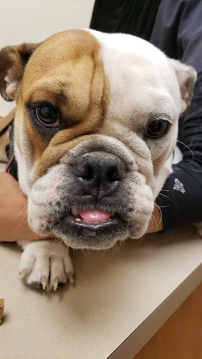 Low Cost Pet Vet Picture 8