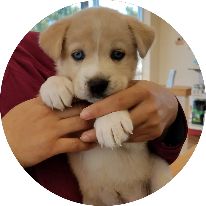 Low Cost Pet Vet Picture 10