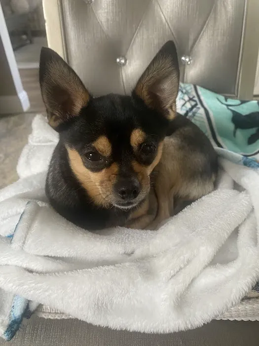 Banfield Pet Hospital Picture 1