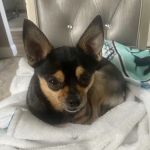 Banfield Pet Hospital