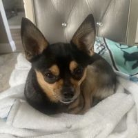 Banfield Pet Hospital ico