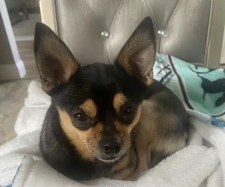 Banfield Pet Hospital