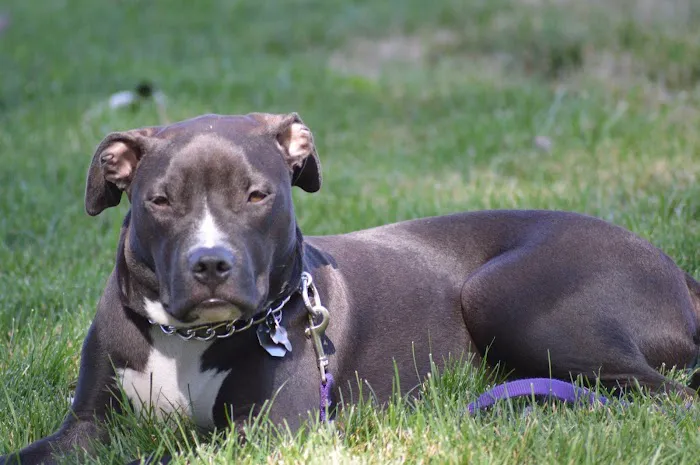 South Valley Animal Clinic Picture 1