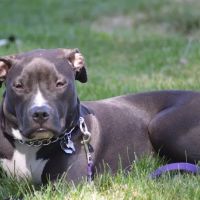 South Valley Animal Clinic ico
